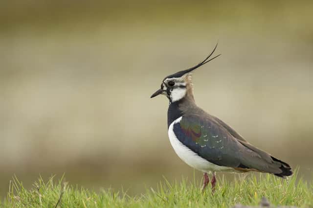 Lapwings are thriving at Egton Estate