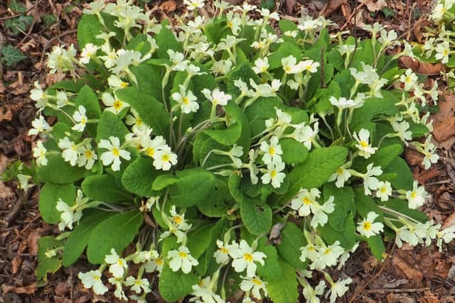 Wood anemones.