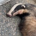 This badger was found injured on the B1229 near Bempton. It was taken to Ryedale Wildlife Rehabilitation and has been released back into the wild.