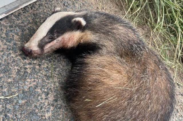 This badger was found injured on the B1229 near Bempton. It was taken to Ryedale Wildlife Rehabilitation and has been released back into the wild.