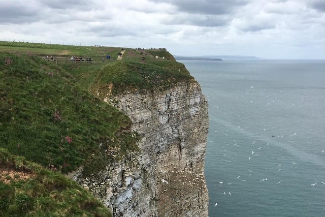 Majestic Bempton cliffs