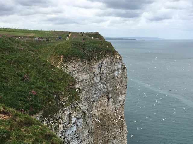 Majestic Bempton cliffs