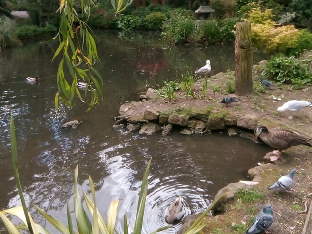 Taking a dip..Peasholm Park.