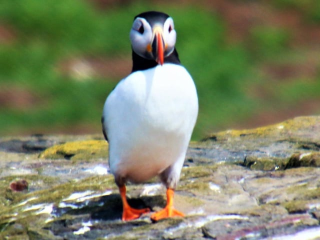 Posing Puffin.