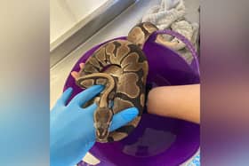 One of the snakes that was found in the bin outside St Augustine's School