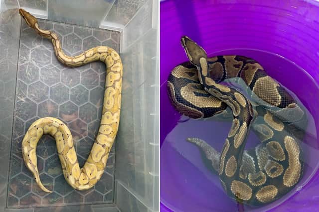 Three snakes were dumped in total across two days earlier this week.