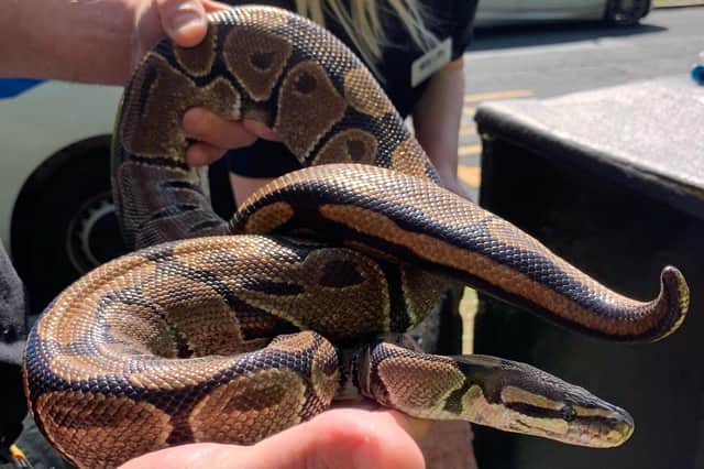 The reptiles were found dumped and abandoned in a public litter bin in Scarborough.
