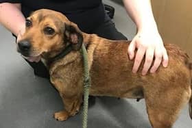 Florence was left tied to a tree in Hull last year. Photo: RSPCA