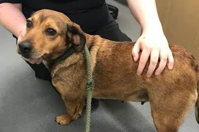 Florence was left tied to a tree in Hull last year. Photo: RSPCA