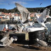 Seagulls have caused considerable problems across Scarborough, from swooping at passers-by and leaving droppings.