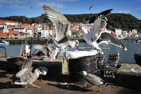 Seagulls have caused considerable problems across Scarborough, from swooping at passers-by and leaving droppings.