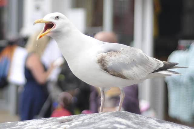 Aggressive seagulls have been harassing postal workers. Photo: Richard Ponter 133113e