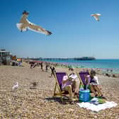 The 'Chipwatch' teams aim to protect beachgoers from seagulls.