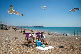 The 'Chipwatch' teams aim to protect beachgoers from seagulls.