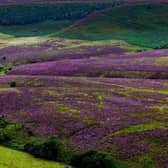 Walkers slowing making their way along the country path alongside the blooming purple heather in The Hole of Horcum, one of the most spectacular features in the North Yorkshire Moors National Park. Picture: James Hardisty