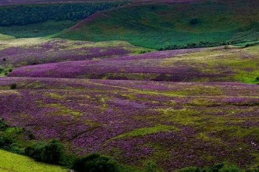 Walkers slowing making their way along the country path alongside the blooming purple heather in The Hole of Horcum, one of the most spectacular features in the North Yorkshire Moors National Park. Picture: James Hardisty