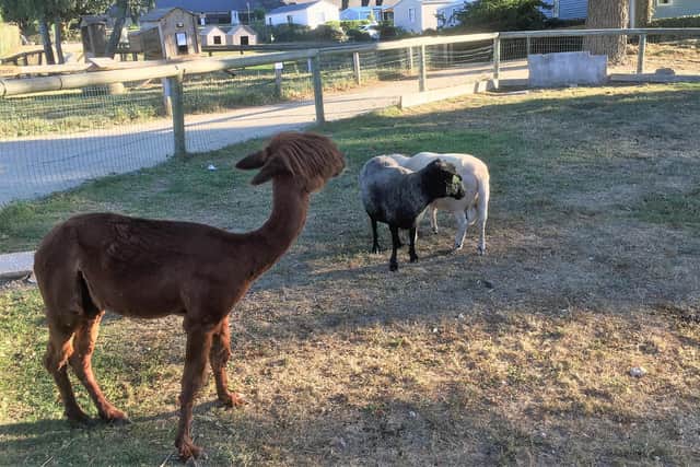 Ralph the friendly alpaca was one of the creatures on the children's petting farm at  La Grande Metairie parc, south Brittany.