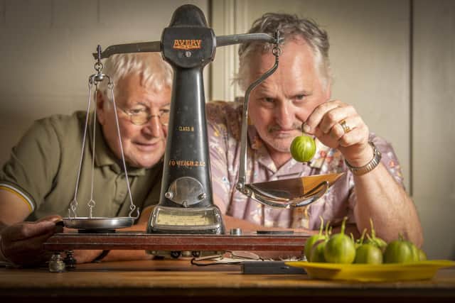 Howard Hebdon and Ken Fletcher weighing this year's entries to the Egton Bridge Gooseberry Show near Whitby held for the first time at Egton Manor.