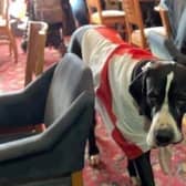 Hector, The Brown Cow pub's Great Dane, looking suitably patriotic with his England flag!