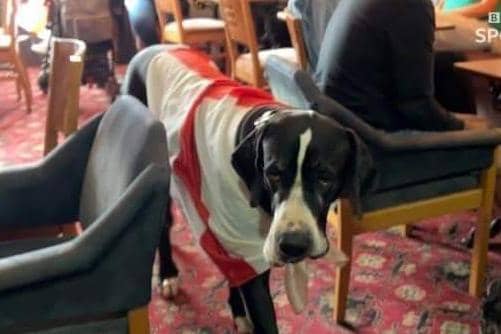 Hector, The Brown Cow pub's Great Dane, looking suitably patriotic with his England flag!