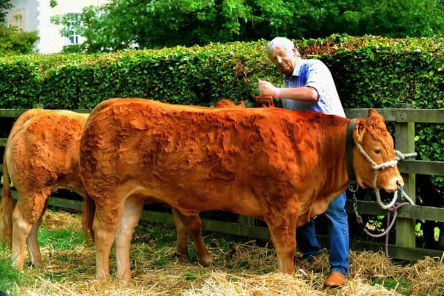 David Hall from Malton getting his pedigree Limousin ready at the 100th Thornton-le-Dale show
