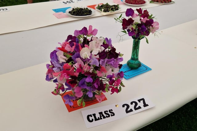 Fragrant entries in the Sweet Pea category