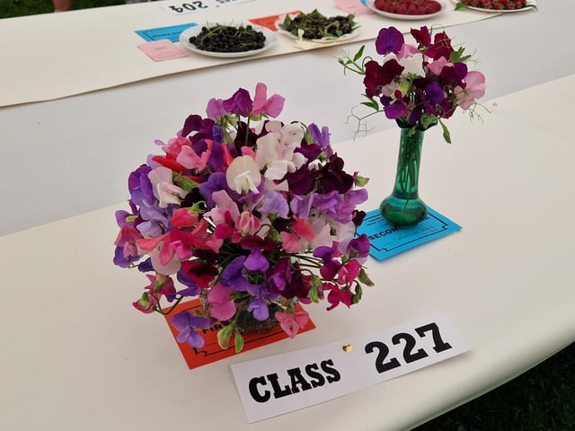 Fragrant entries in the Sweet Pea category
