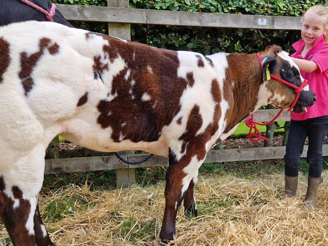 Harriet, 6, from Broughton with British Blue calf 'Sweet but Psycho'