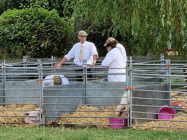 Gathering at the pig pens