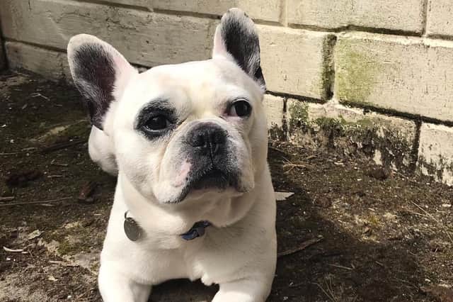 French bulldog Bruce had horrific scalding burns and was dumped in a park. Photo submitted