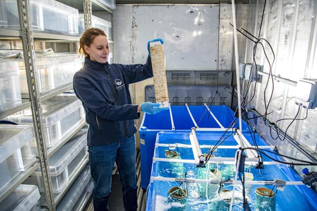 Alice Wilkinson, Hatchery Technician, looking at the seedlings aboard the Southern Star Seagrown Centre.