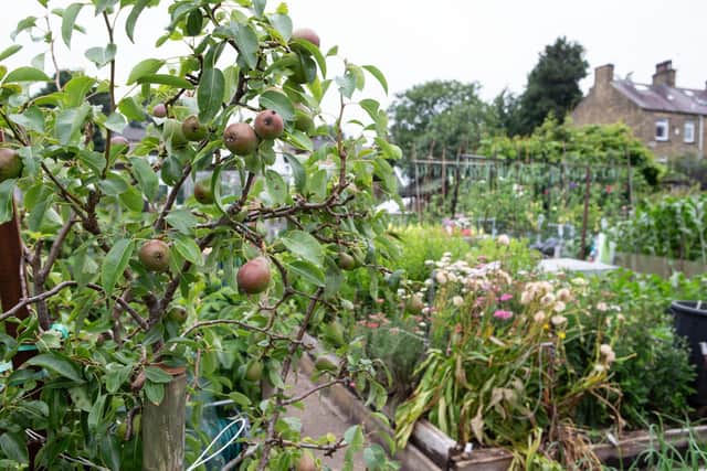 The waiting list for allotment sites in Scarborough is between 150 and 250 people, with only 97 plots available.