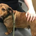 Florence, a neglected dog, was abandoned and left tied to a tree in Hull. Photo: RSPCA