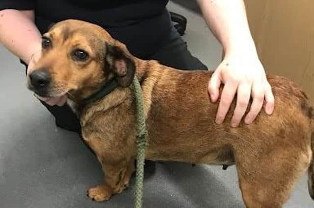 Florence, a neglected dog, was abandoned and left tied to a tree in Hull. Photo: RSPCA