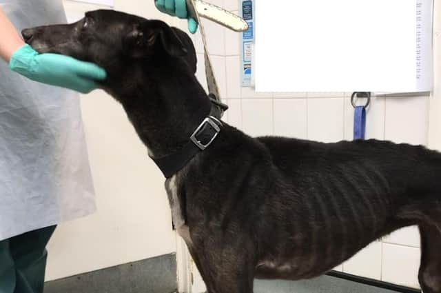 RSPCA inspector Claire Mitchell said she found the female black greyhound called Jess in a ‘rubbish-strewn back garden’ in Bridlington on January 3 this year. Photo: RSPCA