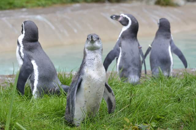 The reopening of the zoo at Sewerby Hall coincides with Spooky Sewerby, featuring fun events and activities throughout the half term week. Photo submitted