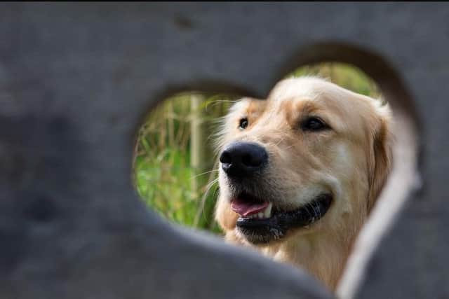 It’s no exaggeration to say that when a dog goes missing or is stolen, it’s utterly heartbreaking.