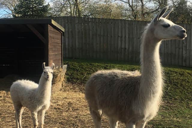 Named after Elvis Presley’s parents, Gladys is 10 years old, and Vernon is seven months old.