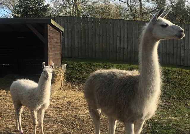 Named after Elvis Presley’s parents, Gladys is 10 years old, and Vernon is seven months old.