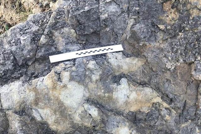 The dinosaur footprint (photo: Marie Woods)