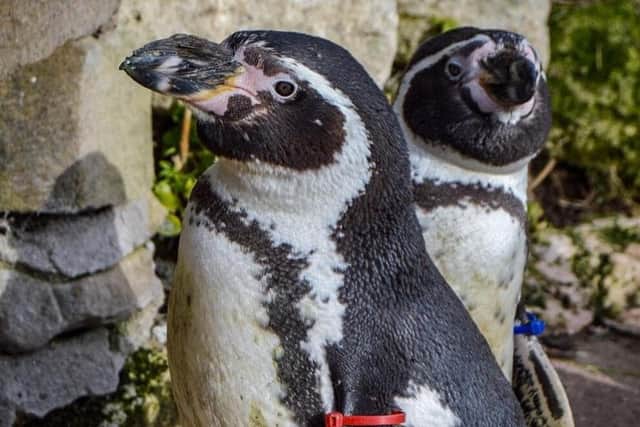 Rosie, along with her companions Dion, Pingu and Penny, have ensured the lasting popularity of the penguins at the zoo.