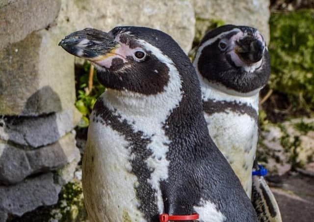 Rosie, along with her companions Dion, Pingu and Penny, have ensured the lasting popularity of the penguins at the zoo.