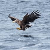 Volunteers on the nature reserve’s viewing platforms were amazed to see not one but two white-tailed eagles, the UK’s largest birds of prey, soaring over the sea in late March. Photo courtesy of Katie Nethercoat/RSPB-images.com