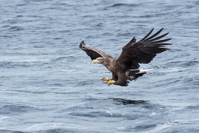 Volunteers on the nature reserve’s viewing platforms were amazed to see not one but two white-tailed eagles, the UK’s largest birds of prey, soaring over the sea in late March. Photo courtesy of Katie Nethercoat/RSPB-images.com
