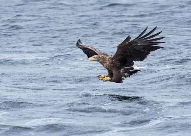 Volunteers on the nature reserve’s viewing platforms were amazed to see not one but two white-tailed eagles, the UK’s largest birds of prey, soaring over the sea in late March. Photo courtesy of Katie Nethercoat/RSPB-images.com