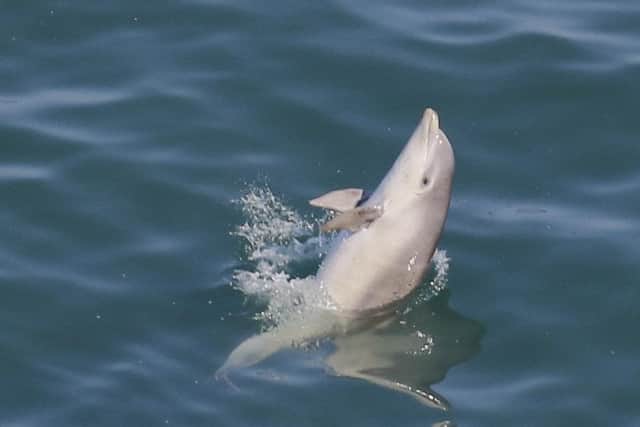 A Bottlenose dolphin calf off RSPB Bempton Cliffs. Photo by Jo Symon.