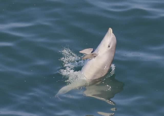 A Bottlenose dolphin calf off RSPB Bempton Cliffs. Photo by Jo Symon.