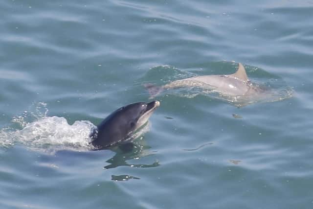 Bottlenose dolphins off RSPB Bempton Cliffs. Photo: Jo Symon