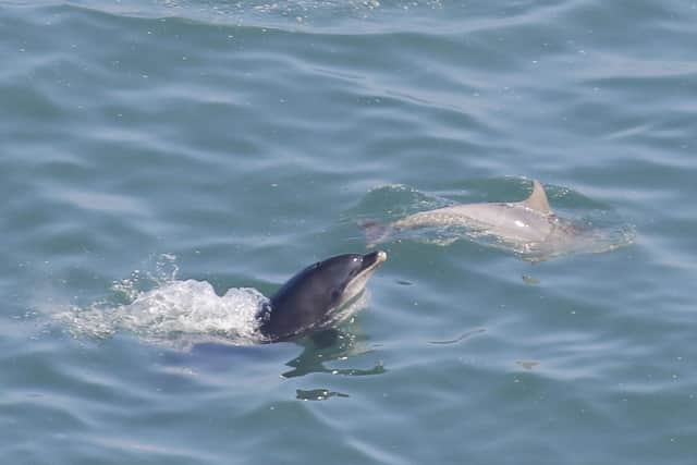 The dolphins have also been spotted playing at RSPB Bempton Cliffs this week. Credit: Jo Symon