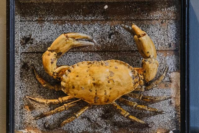 The crab is part of a new exhibition at Scarborough Art Gallery